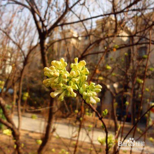 香荚蒾的养殖方法和注意事项