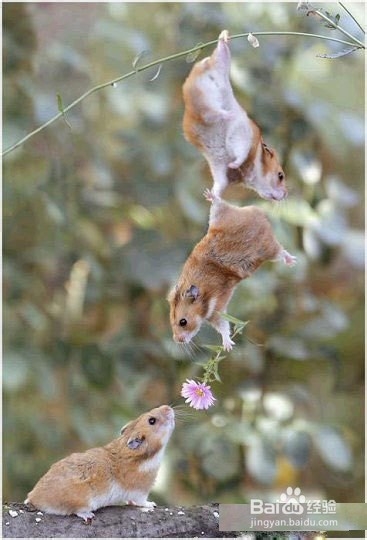 追求喜欢的女生的方法说来简单，但是也难。