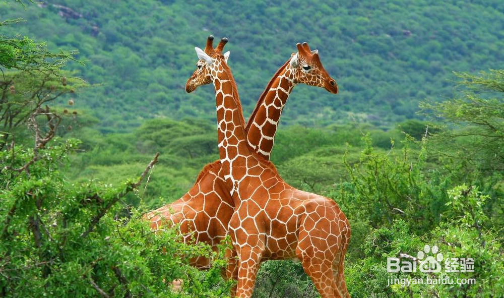 长颈鹿怎么繁殖
