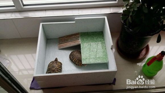 乌龟应该怎么养才好？