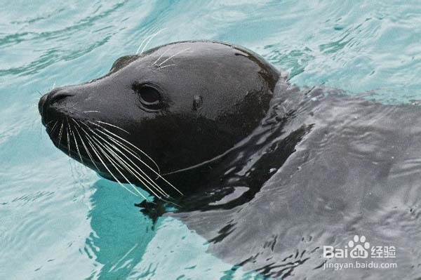 武汉东湖海洋世界公园旅游攻略