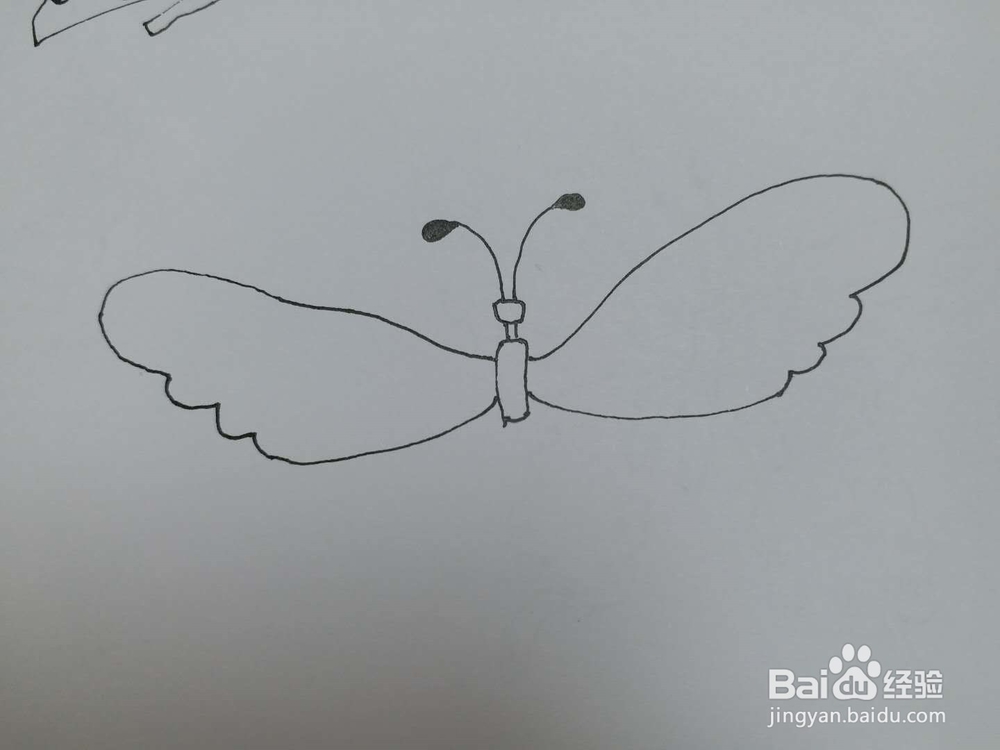 蝴蝶的简笔画2