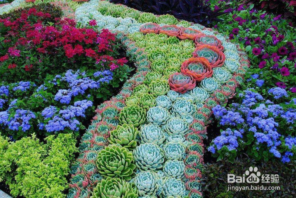 新手怎么养多肉植物？