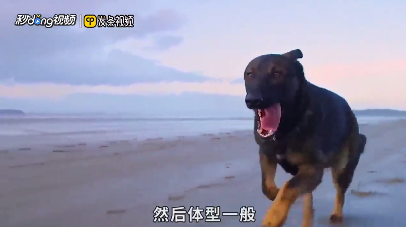 便宜的宠物狗有哪些