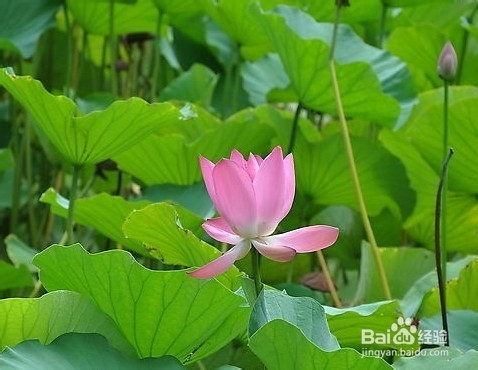 荷叶茶的功效|荷叶茶减肥方法