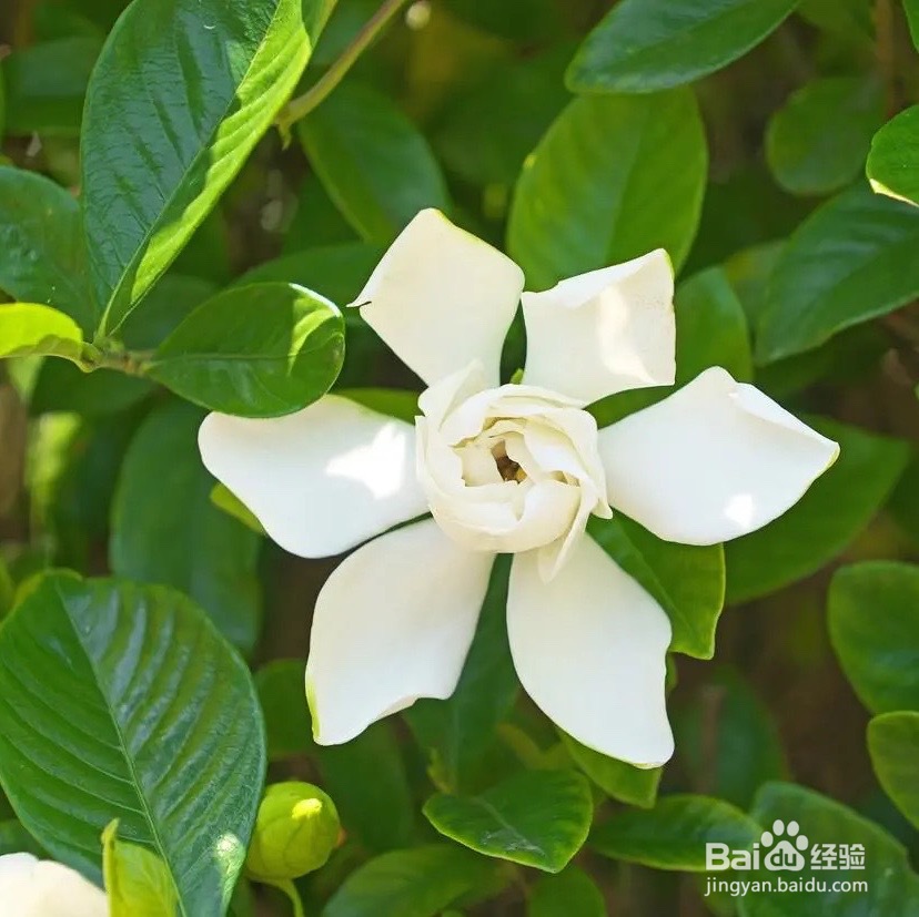 桅子花怎么养好