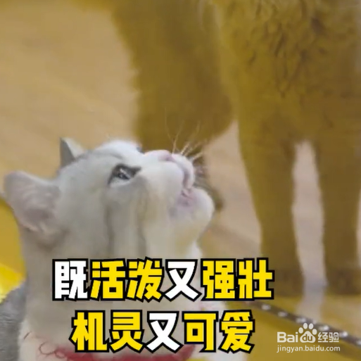 00后更适合养什么猫?