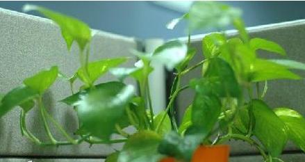 有哪些植物可以清除室内有害物质