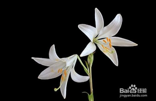 三八妇女节应该送什么花 百度经验