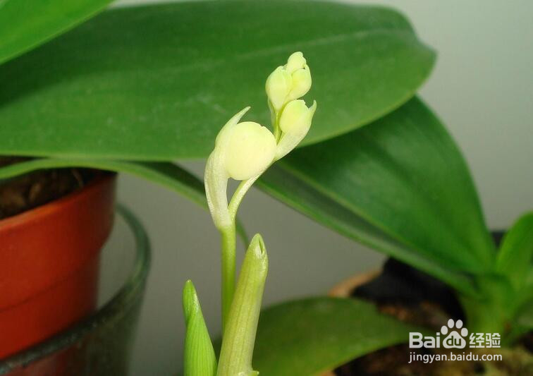 秋天盆花怎么修剪