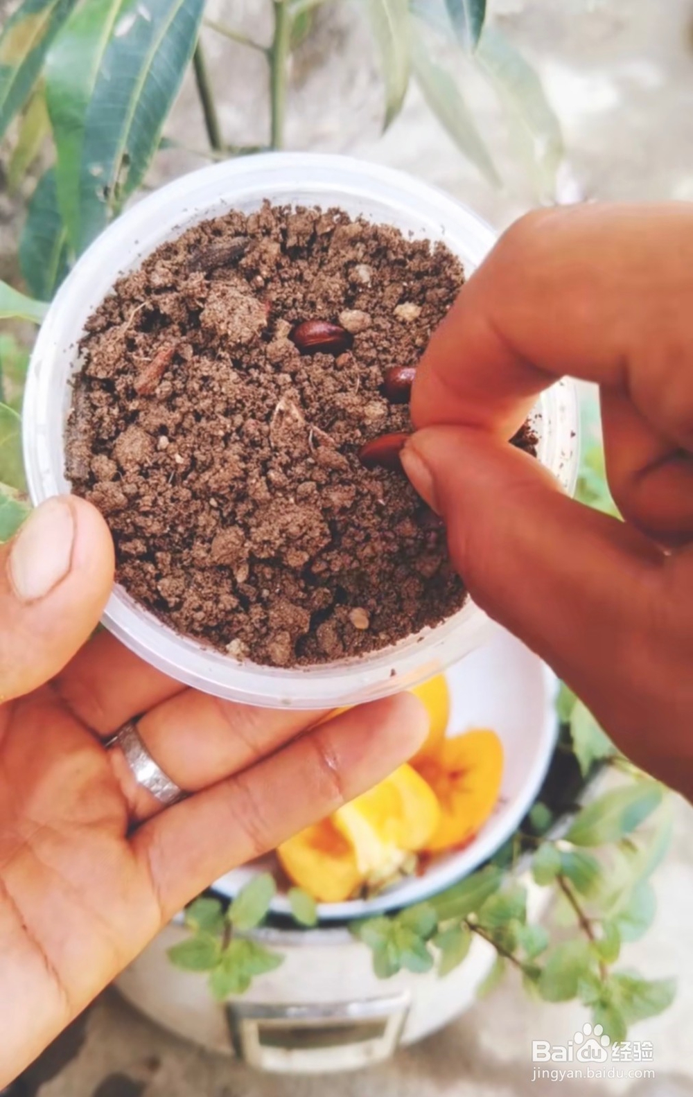 怎么样种植柿子