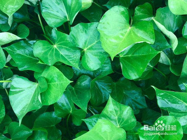 地瓜叶有什么好处?