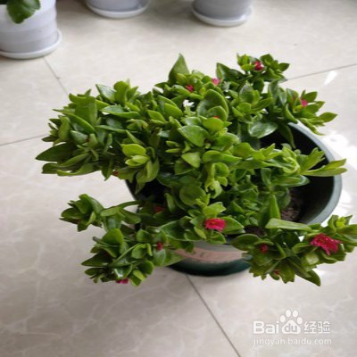 教你养心叶日中花