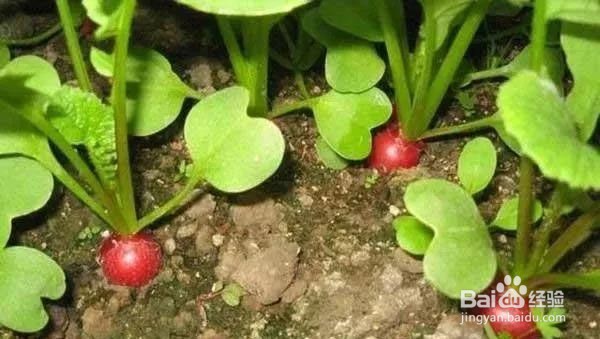 萝卜种子种植时间和方法