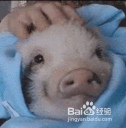 养宠物猪的注意事项