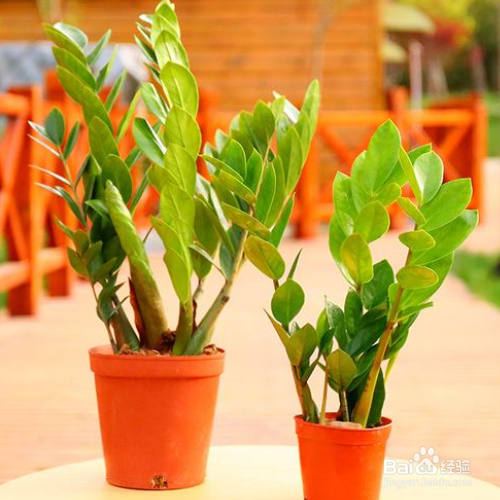 摇钱树叶子发黄该怎么解决?