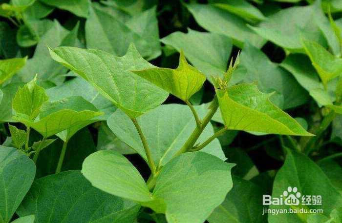 返蜜地瓜和返蜜红薯薯的区别是什么？