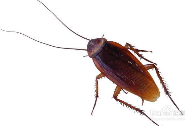 杀蟑螂最有效的方法