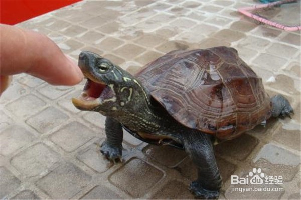 怎么养乌龟应该注意什么