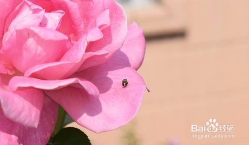 怎么安静的做一个美男子