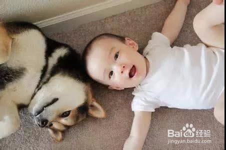 如何高效率地训练狗狗