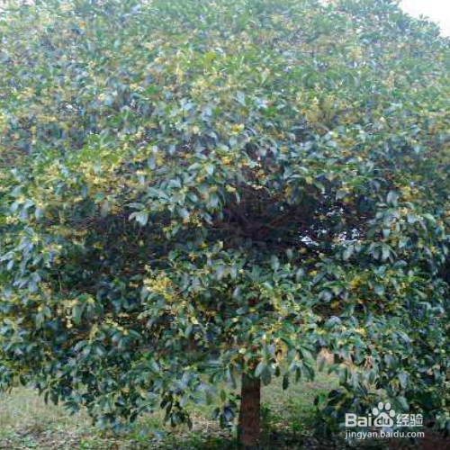 月月桂怎么种植和养护？