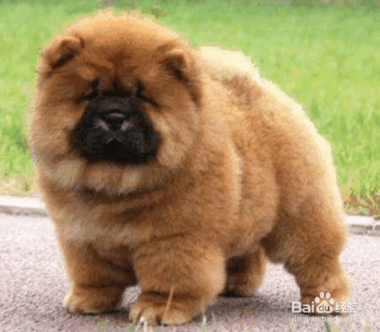 选购松狮犬的8个要点