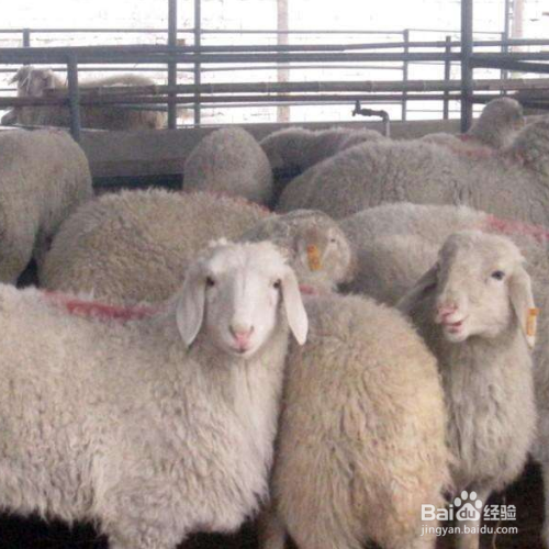 新手养羊的羊圈建造