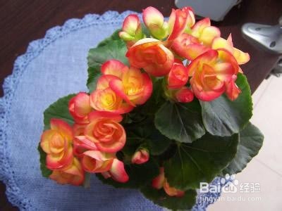 四季海棠家庭养殖注意事项