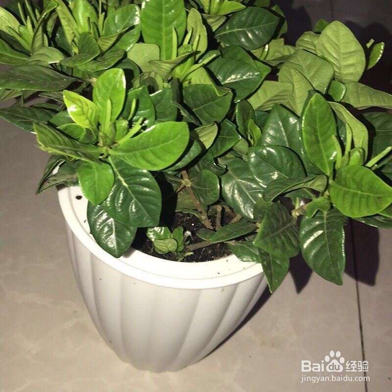 栀子花后期怎样养才能长得好