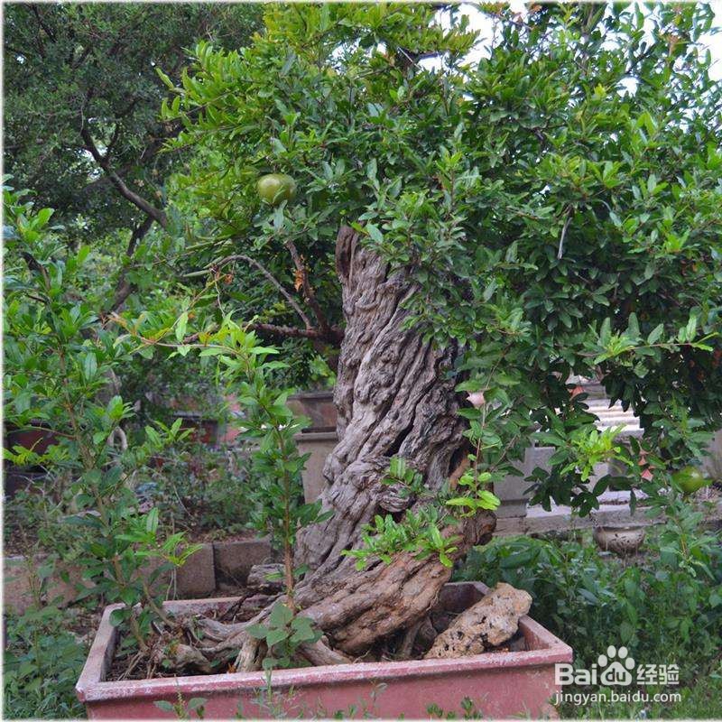 地栽石榴树浇水施肥多了叶子发黄枯萎怎么办