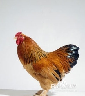 肉类几个部位千万别吃 随时让你丧命