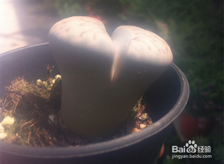 如何种植好多肉植物