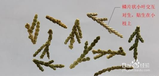 侧柏叶的鉴别方法