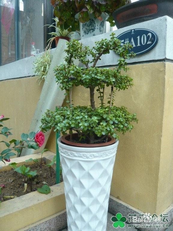 怎样养好金枝玉叶