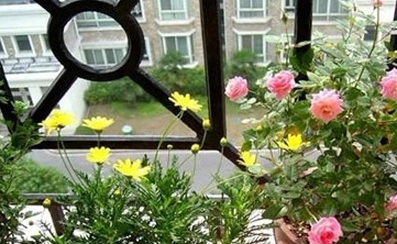 如何种植美丽的植物?