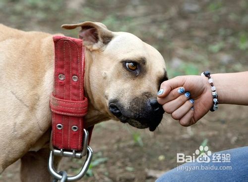 如何快速训练一只乖乖的狗狗