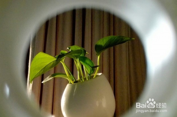 玩转手机微距摄影 的技巧有哪些