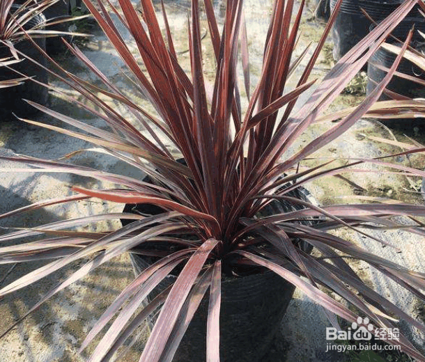 朱蕉水培方法及养护要点