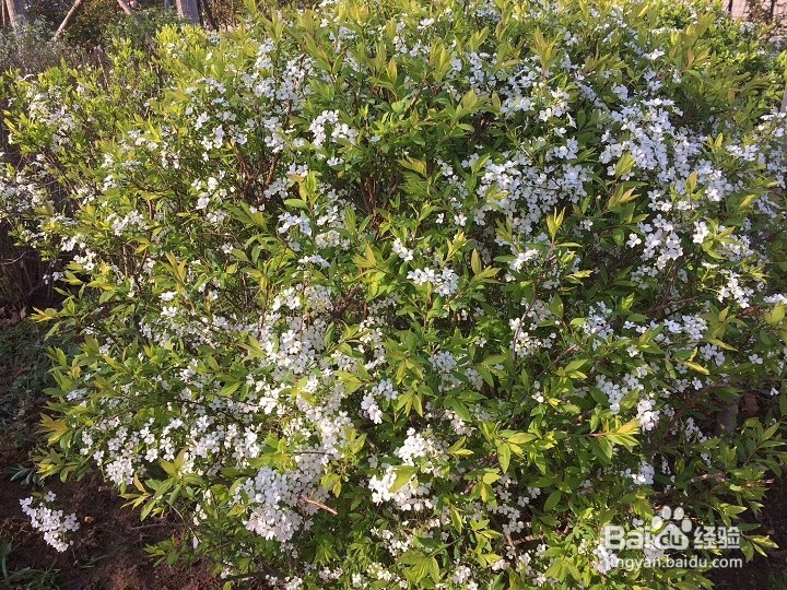 为什么有的花是在春季开花
