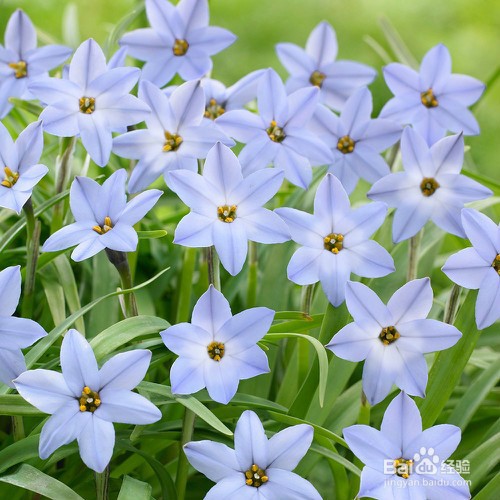 花韭怎么养殖