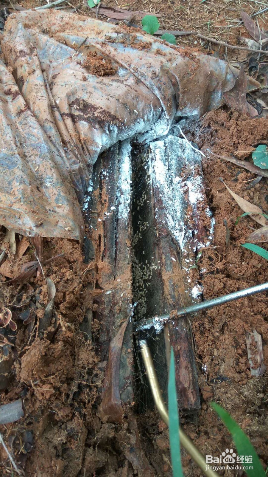 家里发现白蚁怎么办?灭白蚁最有效的方法!