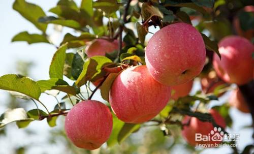 苹果树根腐病的发病类型和发生规律及防治方法
