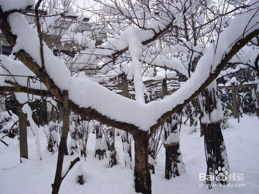 下雪天外出赏雪的注意事项