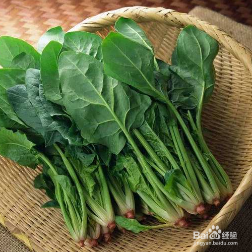 怎么在家盆栽菠菜