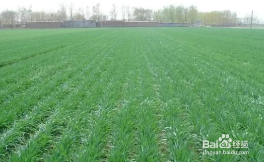 小麦从出苗到拔节需要追几次肥料