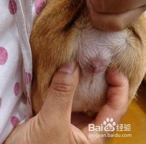 怎样给小狗或小猫洗澡?