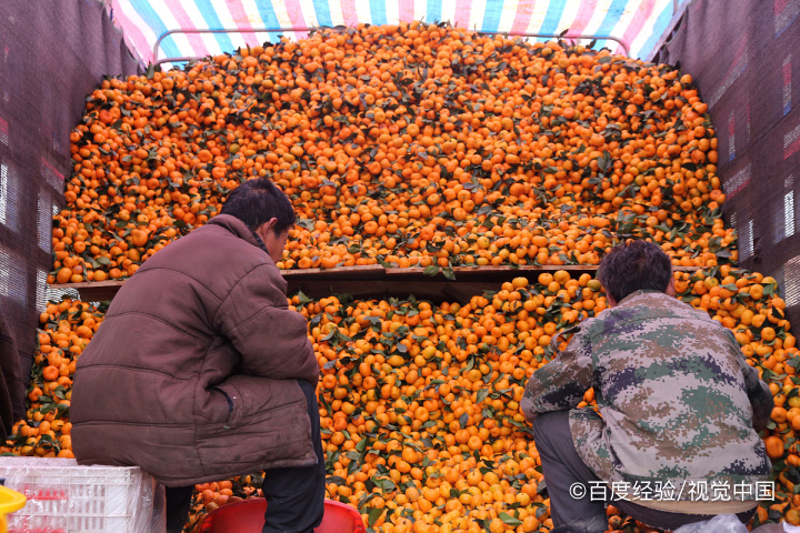 没熟的青柿子如何吃