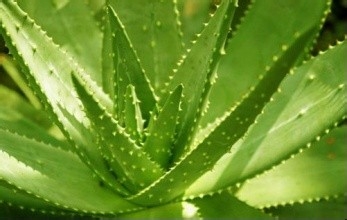 去除，防止青春痘的一些实惠方法