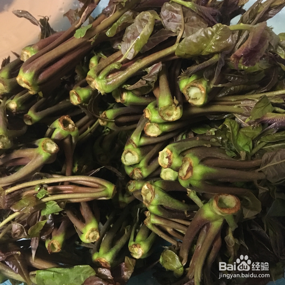 吃不胖的腌香椿